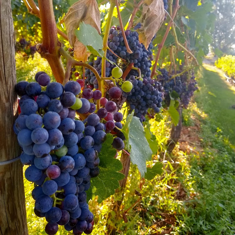 Quinta Ferreira Estate Winery 3