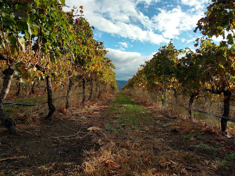 Quinta Ferreira Estate Winery 5