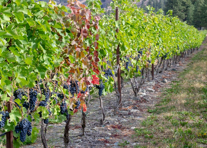 Vanessa Vineyard
