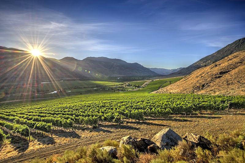 Vanessa Vineyard 3