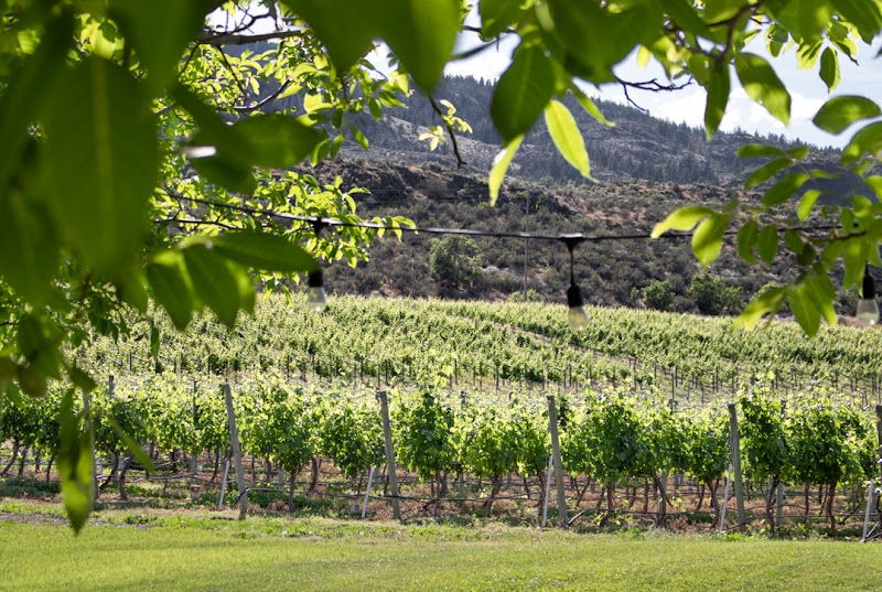 Mythology Vineyard 2