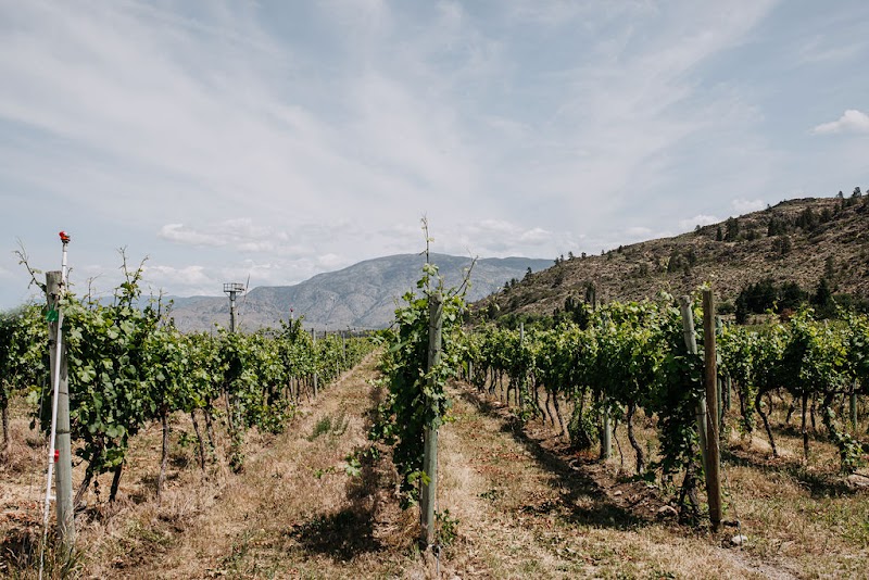 Stoneboat Vineyards