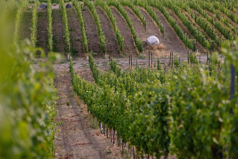 Solvero Wines