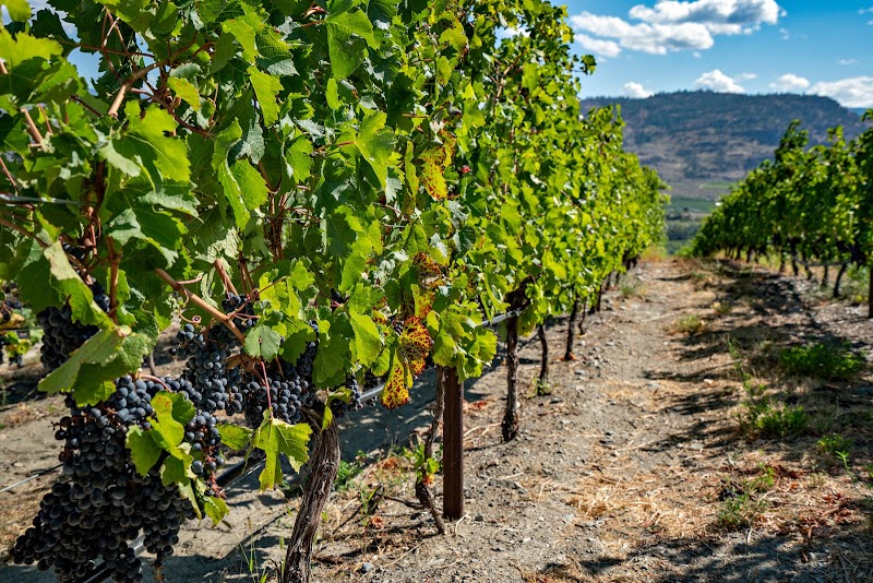 Second Chapter Wine Co. — photo 1