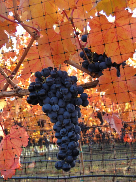 Lariana Cellars 5