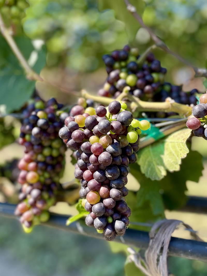 Ex Nihilo Vineyards & Tasting Room 5
