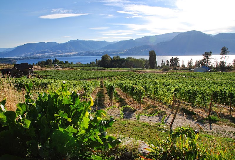 Terravista Vineyards 2