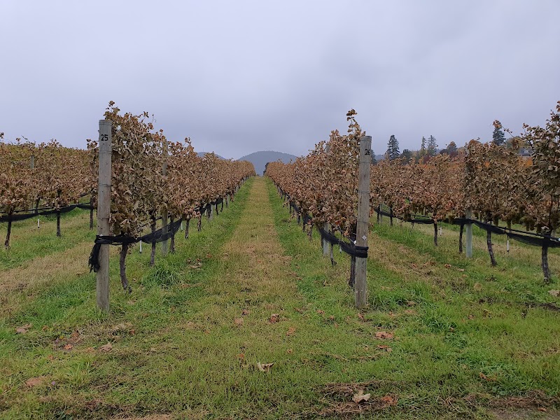 Silkscarf winery 4