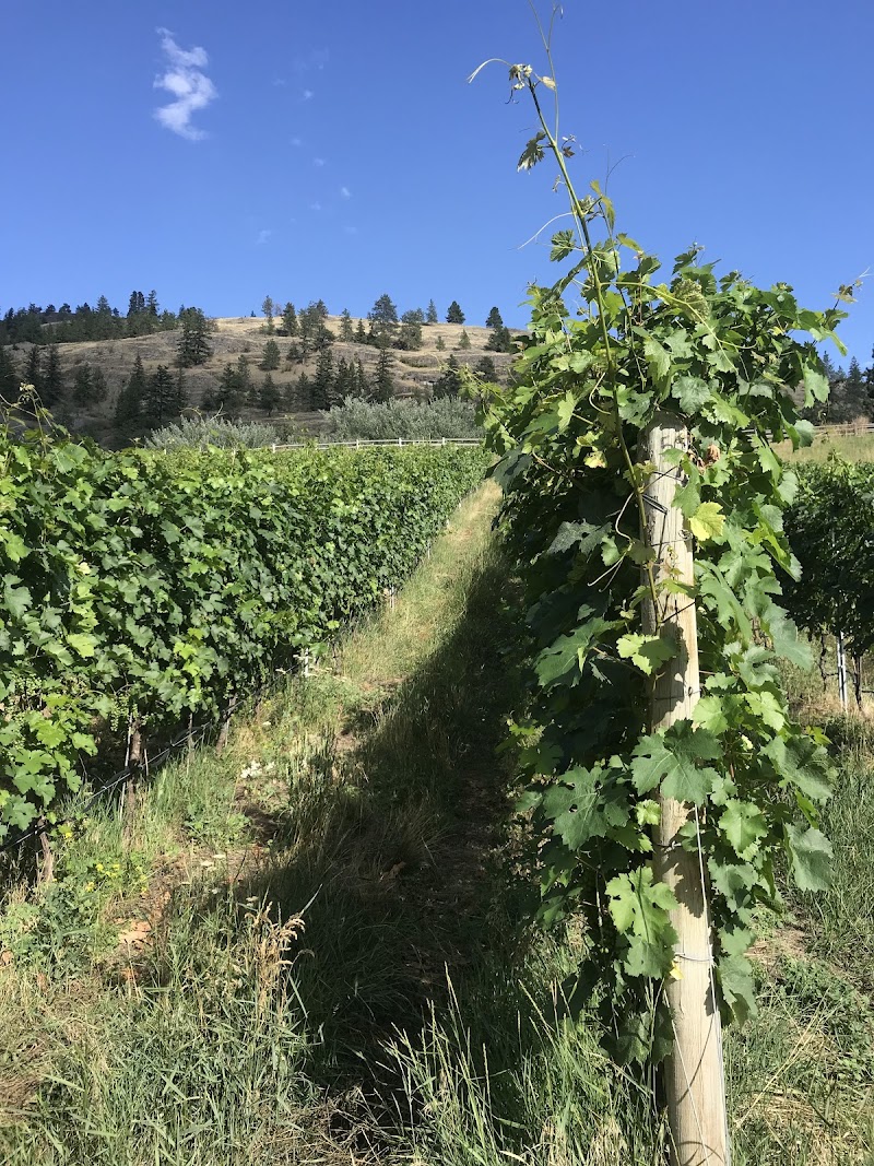 Echo Bay Vineyard 2