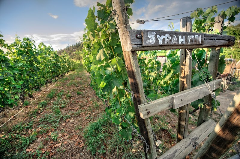 Nichol Vineyard