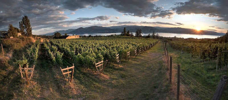 Nichol Vineyard 2