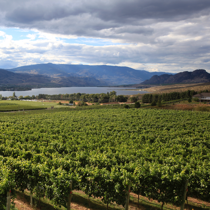Moon Curser Vineyards 2