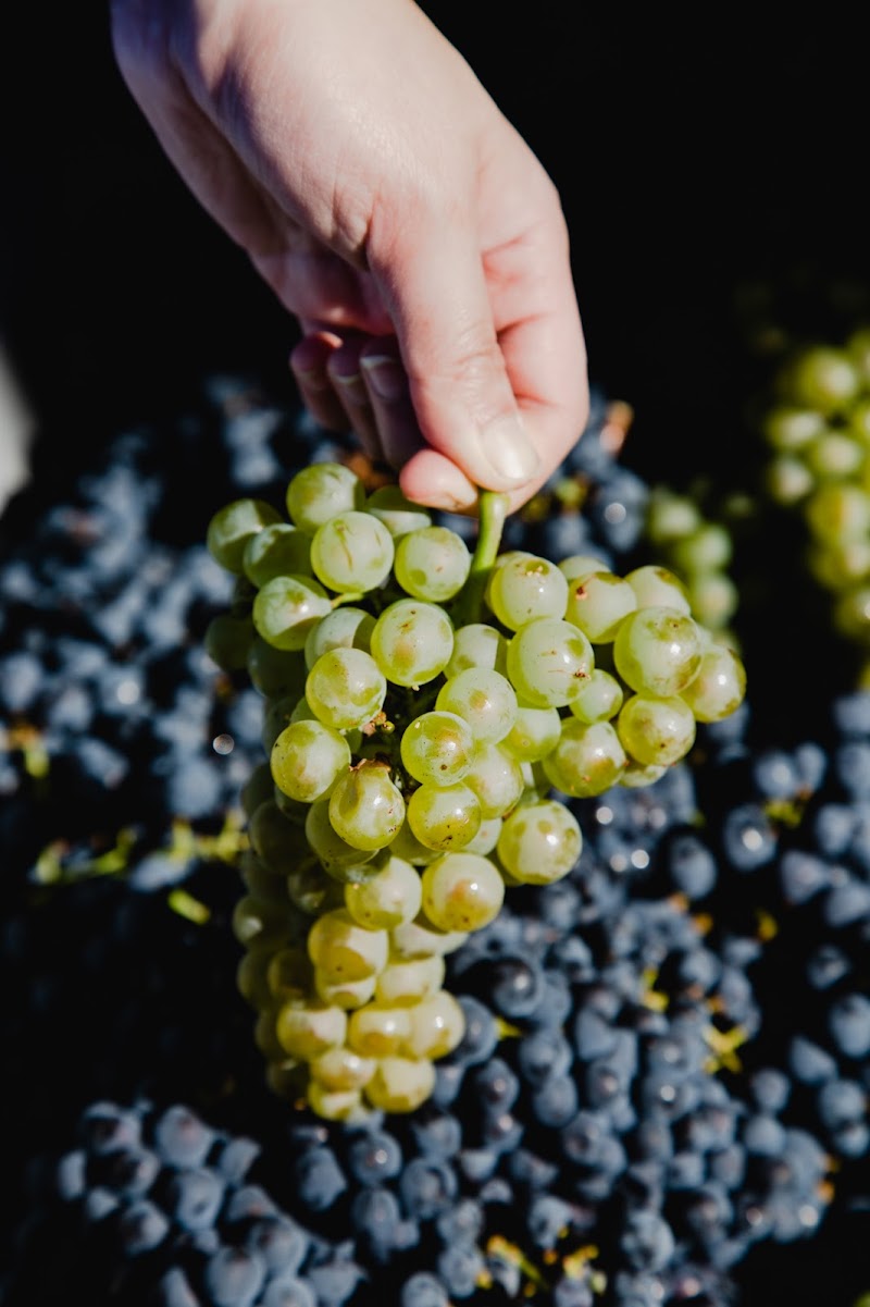 Hainle Vineyards Estate Winery Ltd. 4