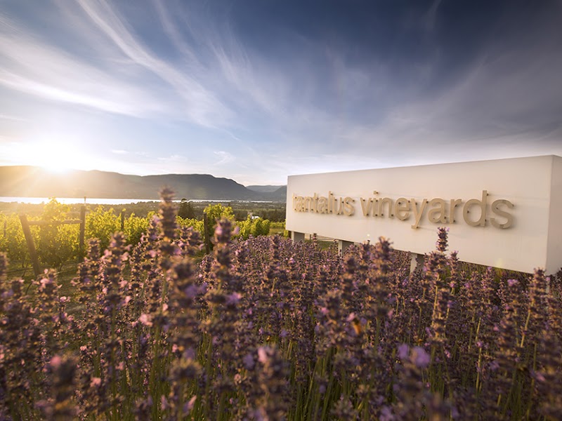 Tantalus Vineyards 3