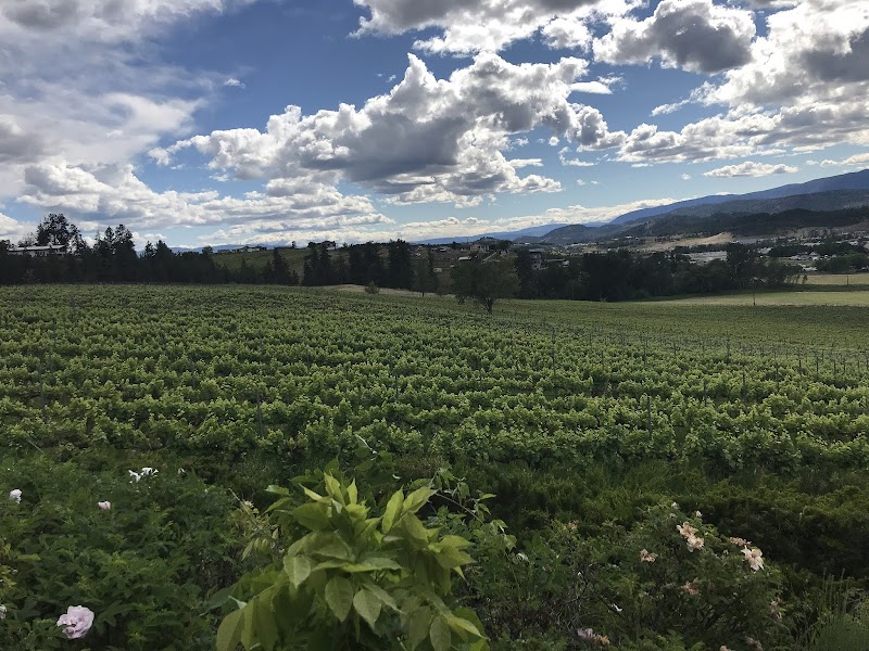 Ancient Hill Winery 4
