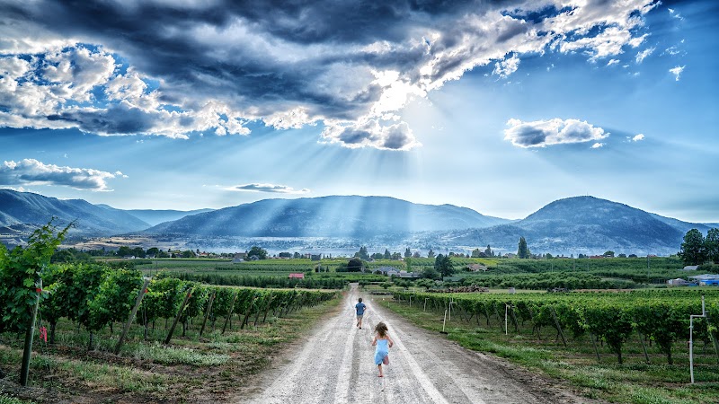 Roche Wines