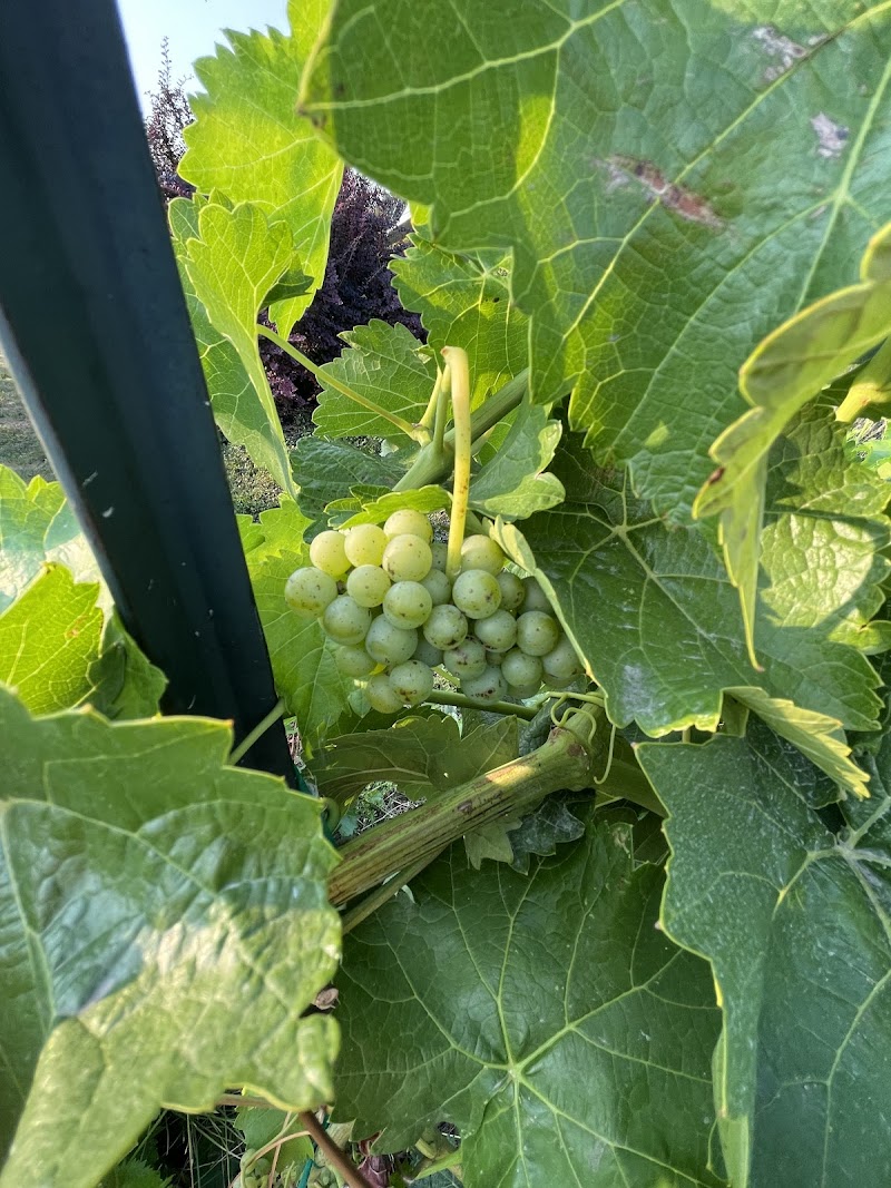 Sperling Vineyards 5