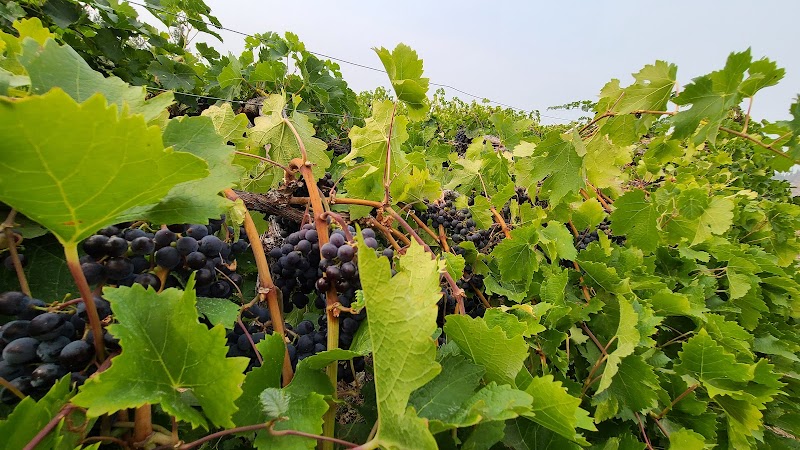 Noble Ridge Vineyard & Winery 4