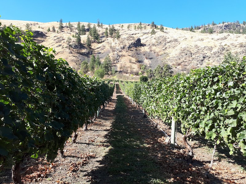 Castoro de Oro Estate Winery 4