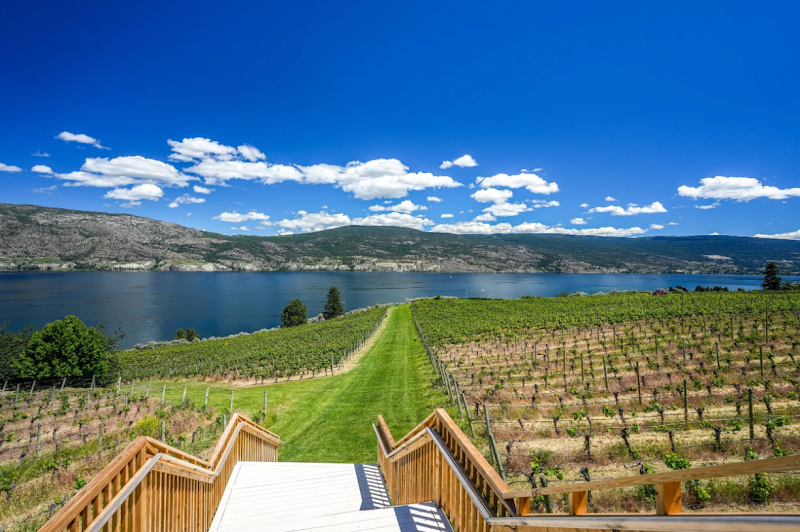 Vows & Vines Vineyard 5