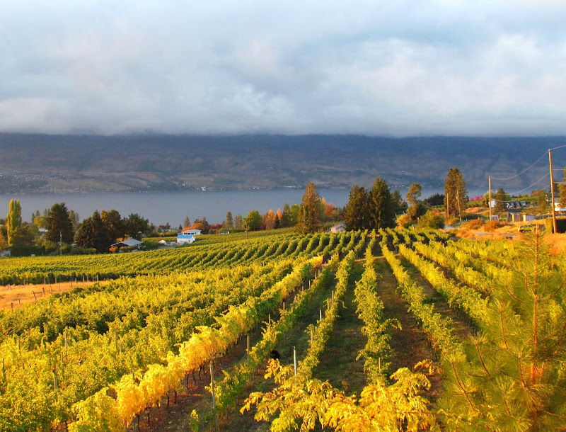Little Straw Vineyards Family Estate Winery 2