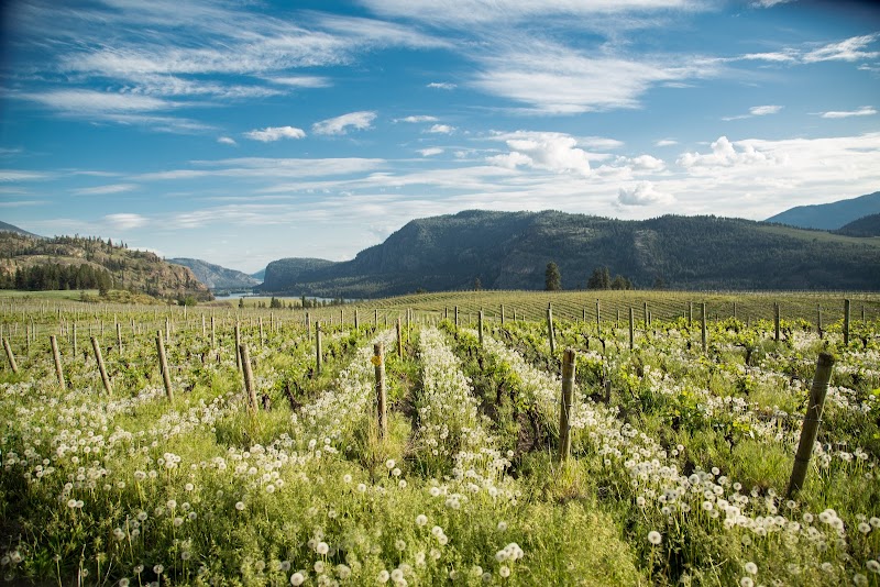 Blue Mountain Vineyard and Cellars - Reservations Required 2