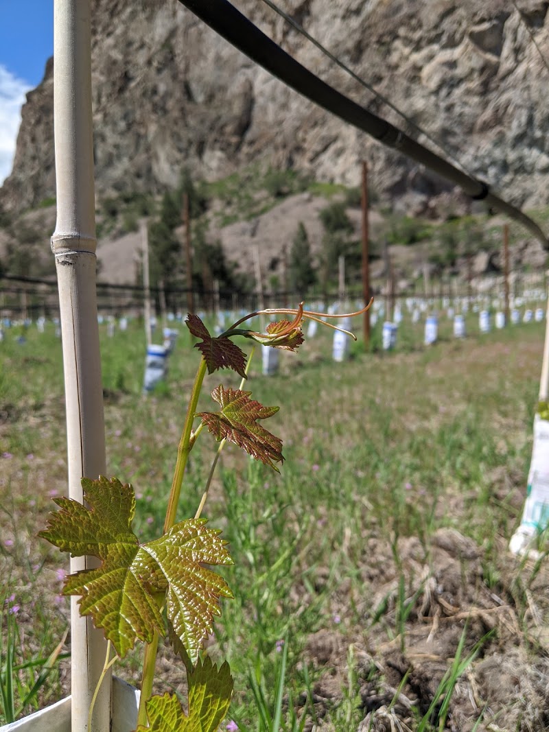 Synchromesh Wines 5